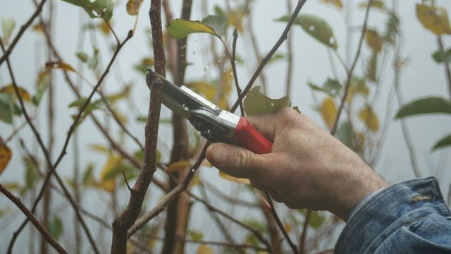 Hånd med sekatør som beskjærer en grein på et frukttre